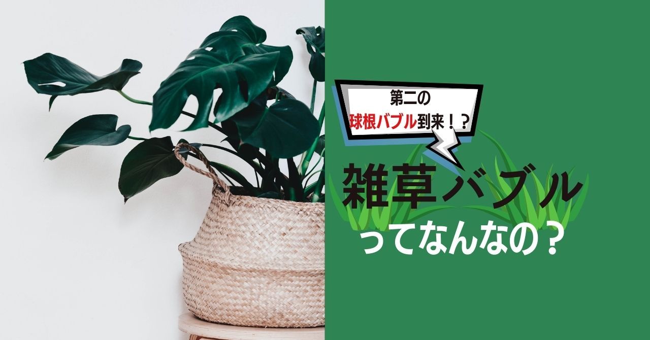 雑草バブルって なぜ今植物がキテいるのか 注目の観葉植物まとめ Wadaino